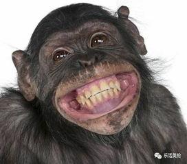 网红猩猩吃瓜事件视频,萌态百出引网友热议